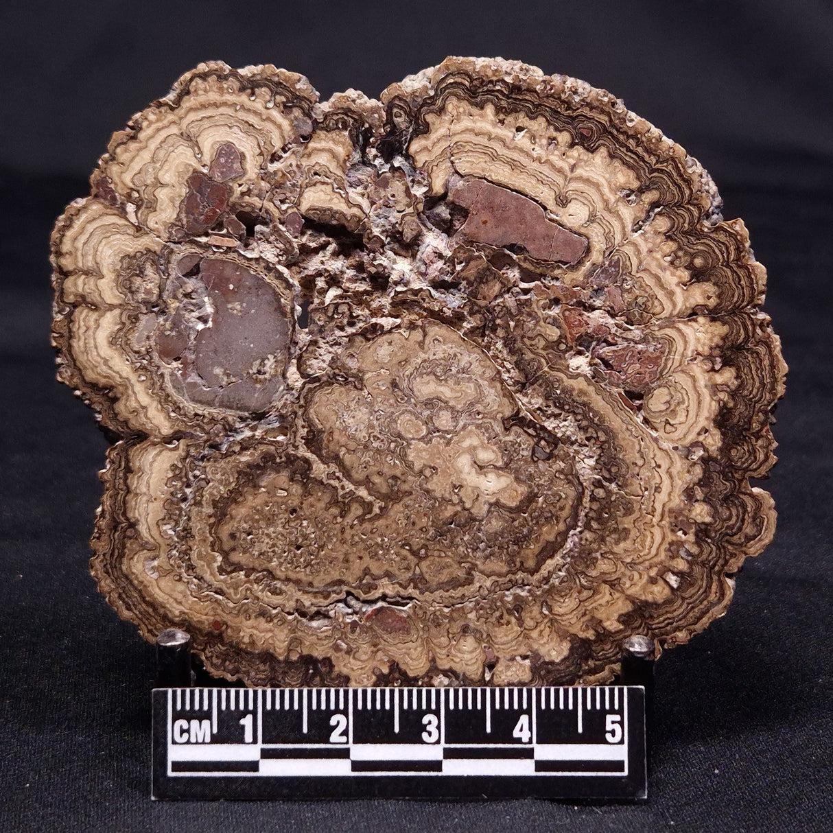 ONCOLITE, Upper Cretaceous, Mexico ZON008