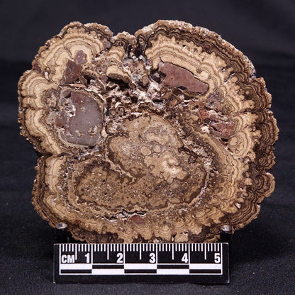 ONCOLITE, Upper Cretaceous, Mexico ZON008