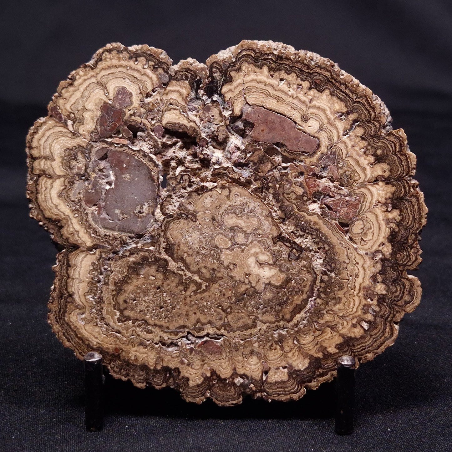 ONCOLITE, Upper Cretaceous, Mexico ZON008