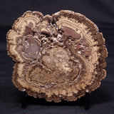 ONCOLITE, Upper Cretaceous, Mexico ZON008