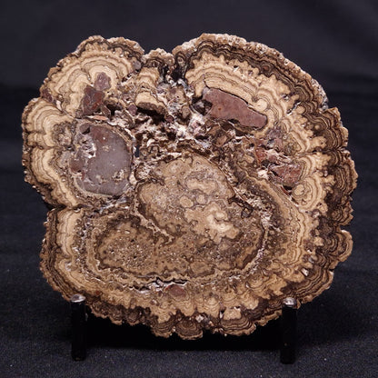 ONCOLITE, Upper Cretaceous, Mexico ZON008