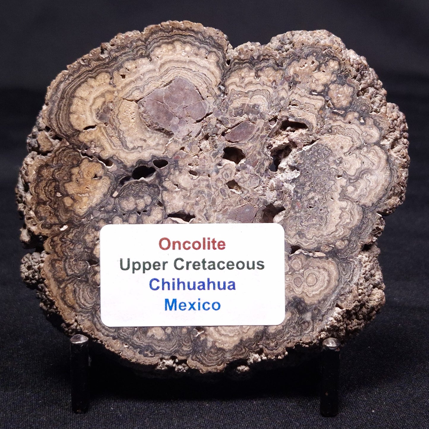 ONCOLITE, Upper Cretaceous, Mexico ZON008