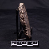 ONCOLITE, Upper Cretaceous, Mexico ZON008