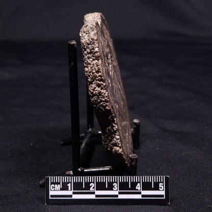 ONCOLITE, Upper Cretaceous, Mexico ZON008