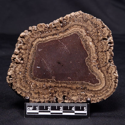 ONCOLITE, Upper Cretaceous, Mexico ZON009