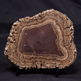 ONCOLITE, Upper Cretaceous, Mexico ZON009