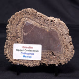 ONCOLITE, Upper Cretaceous, Mexico ZON009