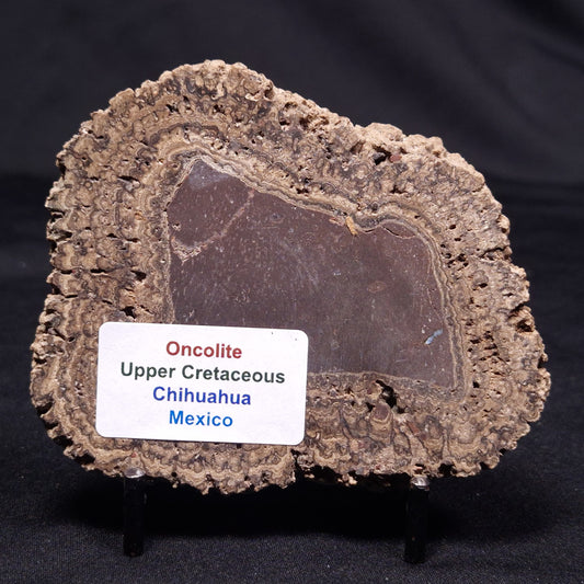 ONCOLITE, Upper Cretaceous, Mexico ZON009