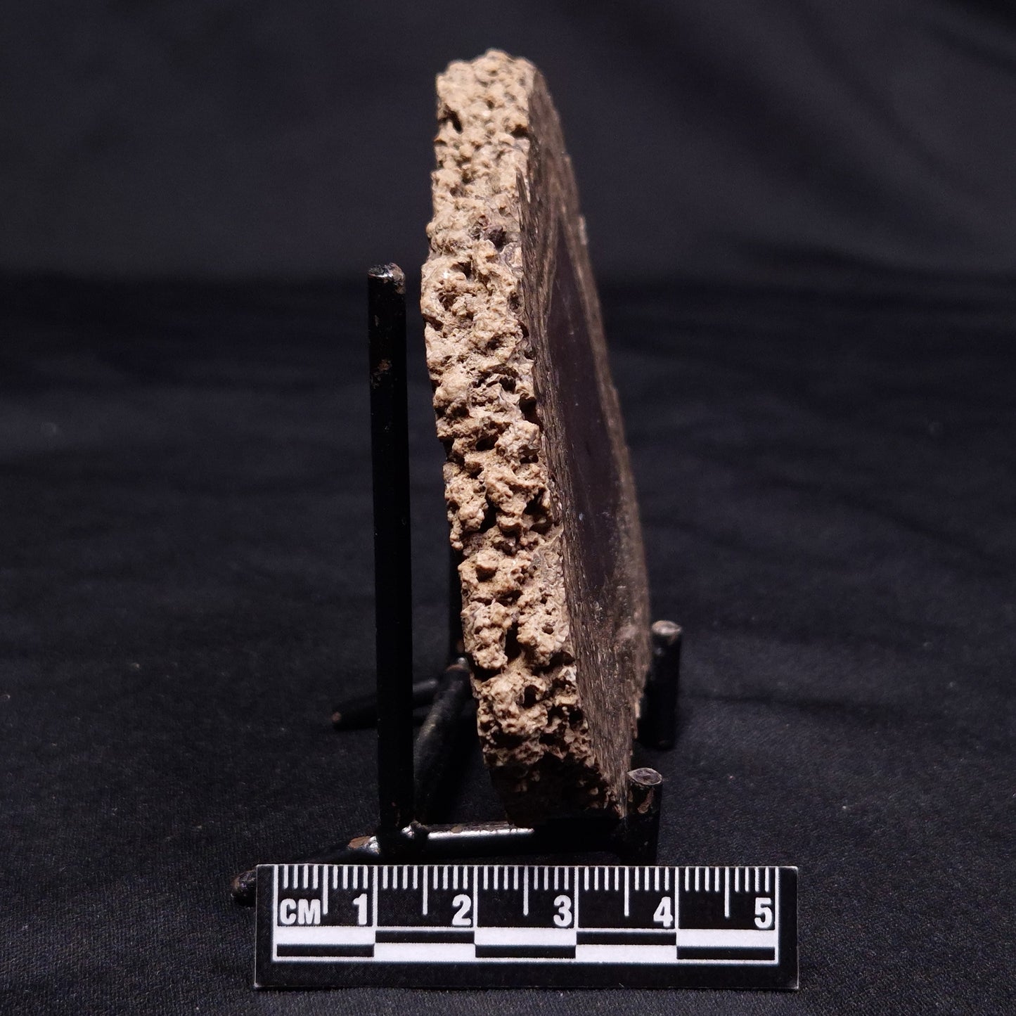 ONCOLITE, Upper Cretaceous, Mexico ZON009