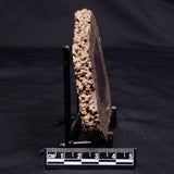 ONCOLITE, Upper Cretaceous, Mexico ZON009