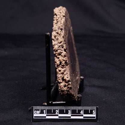 ONCOLITE, Upper Cretaceous, Mexico ZON009