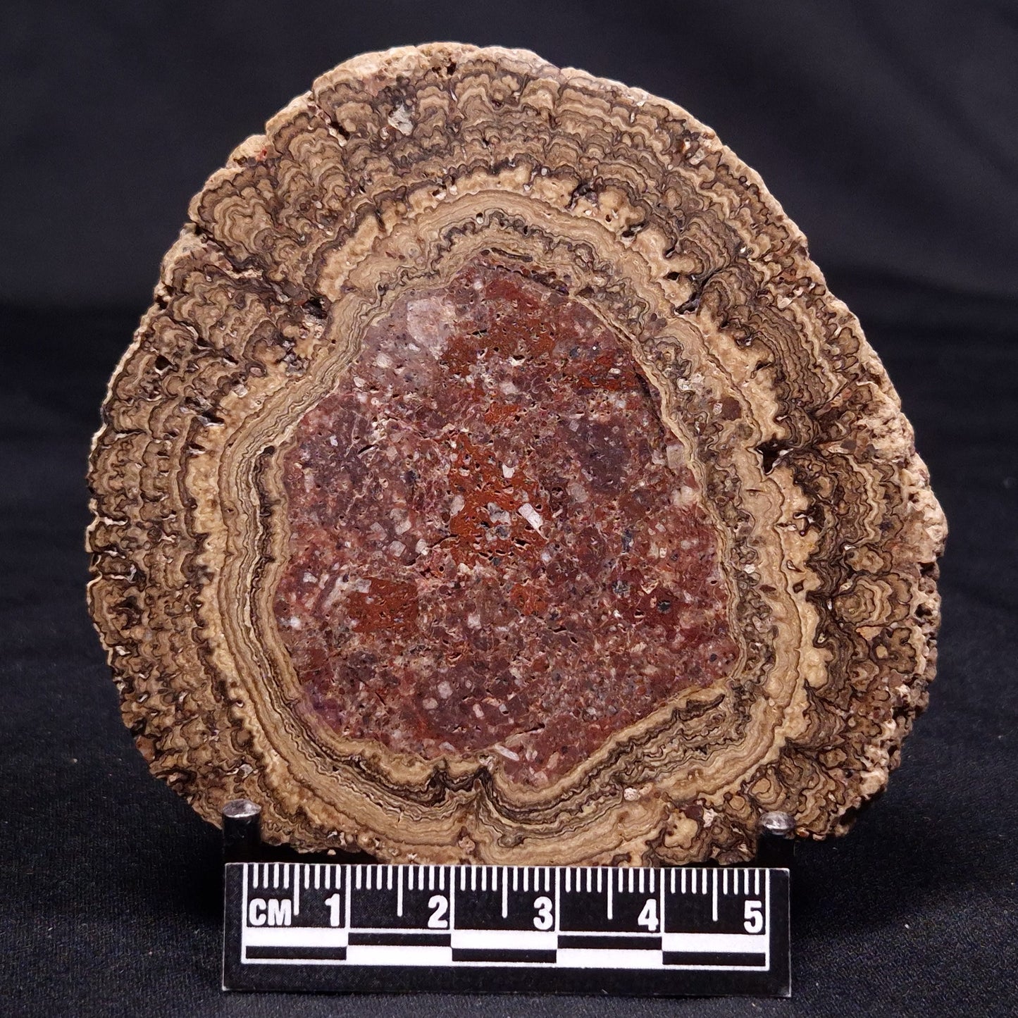 ONCOLITE, Upper Cretaceous, Mexico ZON010