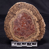 ONCOLITE, Upper Cretaceous, Mexico ZON010