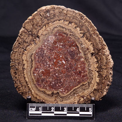 ONCOLITE, Upper Cretaceous, Mexico ZON010