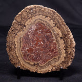 ONCOLITE, Upper Cretaceous, Mexico ZON010