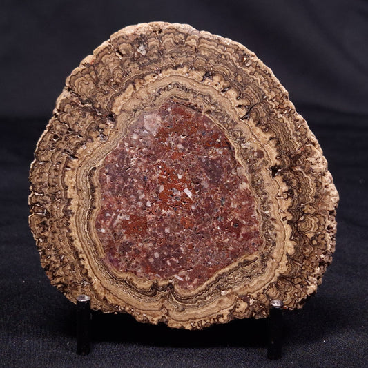 ONCOLITE, Upper Cretaceous, Mexico ZON010