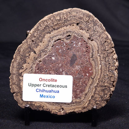 ONCOLITE, Upper Cretaceous, Mexico ZON010