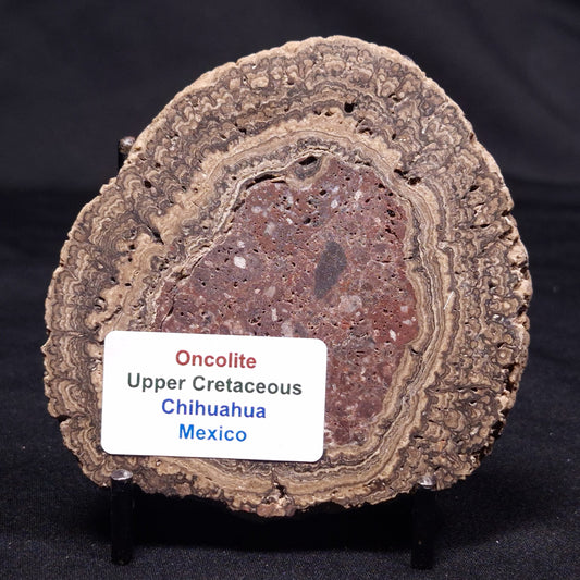 ONCOLITE, Upper Cretaceous, Mexico ZON010