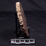 ONCOLITE, Upper Cretaceous, Mexico ZON010