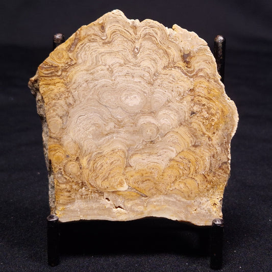 CHLORELLOPSIS sp. STROMATOLITE, Middle Eocene, USA ZCH011