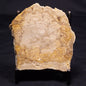 CHLORELLOPSIS sp. STROMATOLITE, Middle Eocene, USA ZCH011
