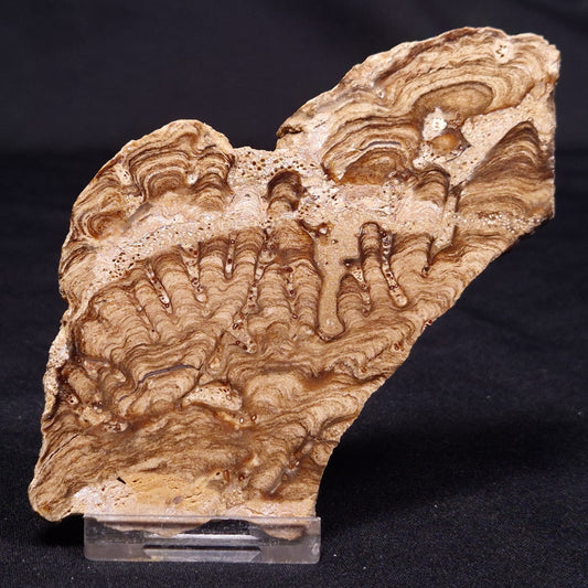 CHLORELLOPSIS sp. STROMATOLITE, Middle Eocene, USA ZCH012