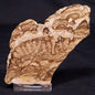 CHLORELLOPSIS sp. STROMATOLITE, Middle Eocene, USA ZCH012