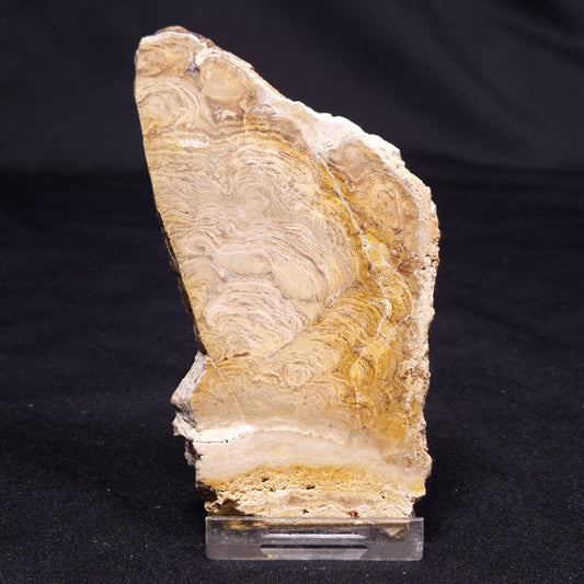 CHLORELLOPSIS sp. STROMATOLITE, Middle Eocene, USA ZCH013