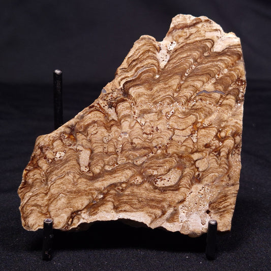 CHLORELLOPSIS sp. STROMATOLITE, Middle Eocene, USA ZCH014
