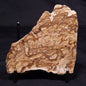 CHLORELLOPSIS sp. STROMATOLITE, Middle Eocene, USA ZCH014