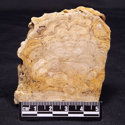 CHLORELLOPSIS sp. STROMATOLITE, Middle Eocene, USA ZCH015