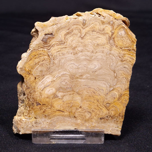 CHLORELLOPSIS sp. STROMATOLITE, Middle Eocene, USA ZCH015