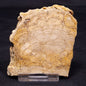 CHLORELLOPSIS sp. STROMATOLITE, Middle Eocene, USA ZCH015