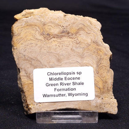 CHLORELLOPSIS sp. STROMATOLITE, Middle Eocene, USA ZCH015
