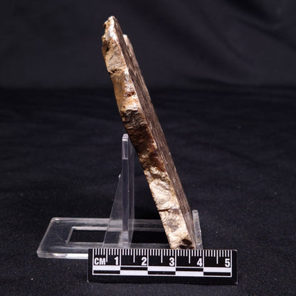 CHLORELLOPSIS sp. STROMATOLITE, Middle Eocene, USA ZCH016