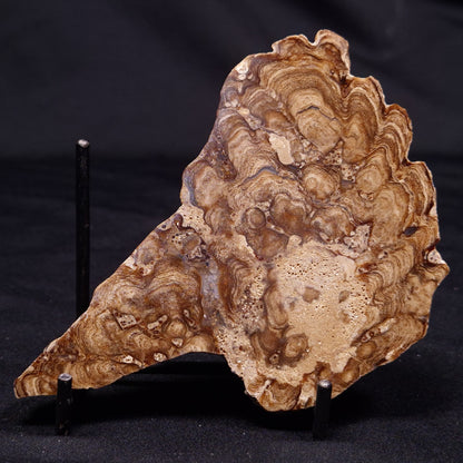 CHLORELLOPSIS sp. STROMATOLITE, Middle Eocene, USA ZCH017