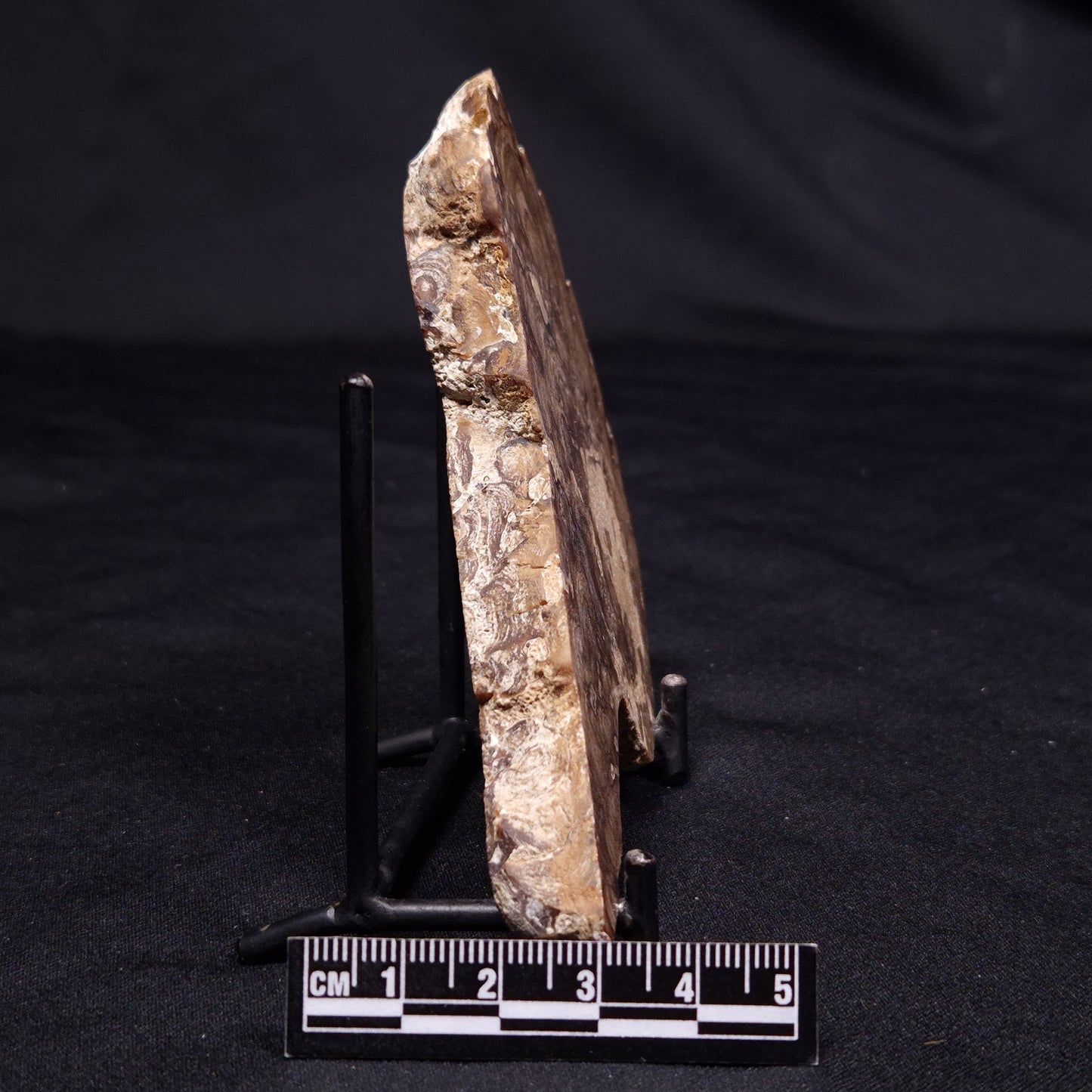 CHLORELLOPSIS sp. STROMATOLITE, Middle Eocene, USA ZCH017