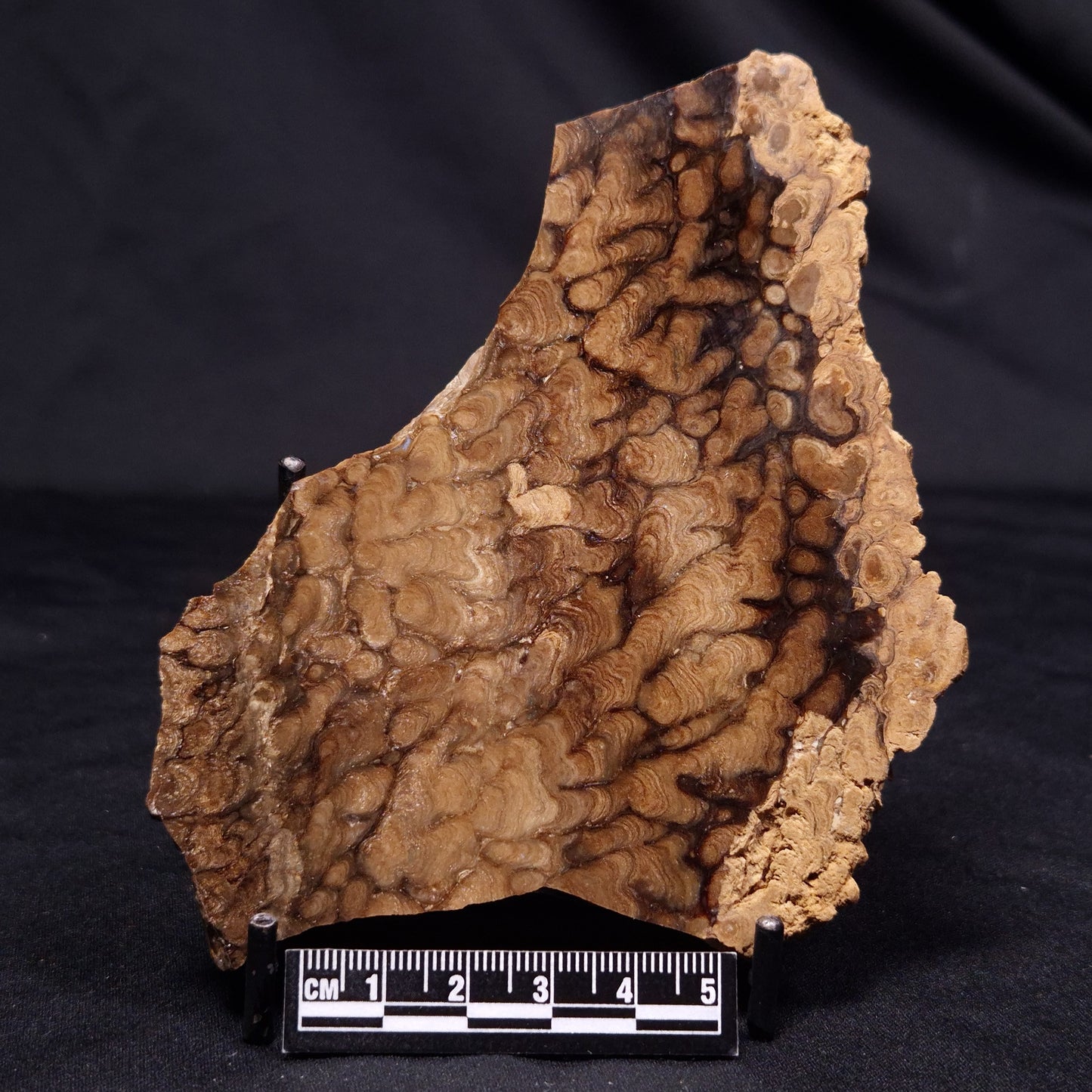 CHLORELLOPSIS sp. STROMATOLITE, Middle Eocene, USA ZCH018