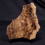 CHLORELLOPSIS sp. STROMATOLITE, Middle Eocene, USA ZCH018