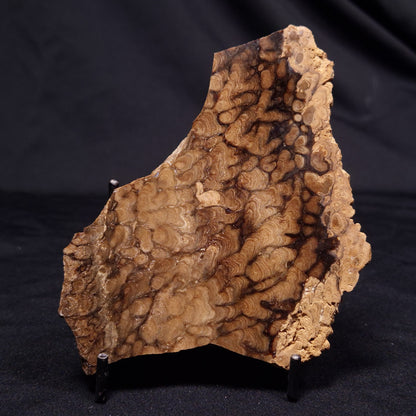 CHLORELLOPSIS sp. STROMATOLITE, Middle Eocene, USA ZCH018