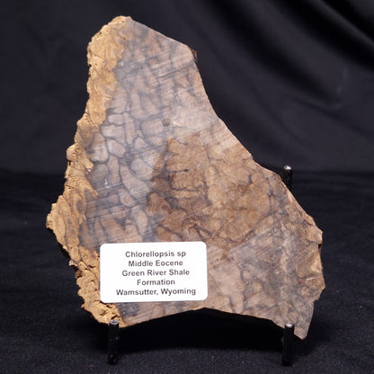 CHLORELLOPSIS sp. STROMATOLITE, Middle Eocene, USA ZCH018