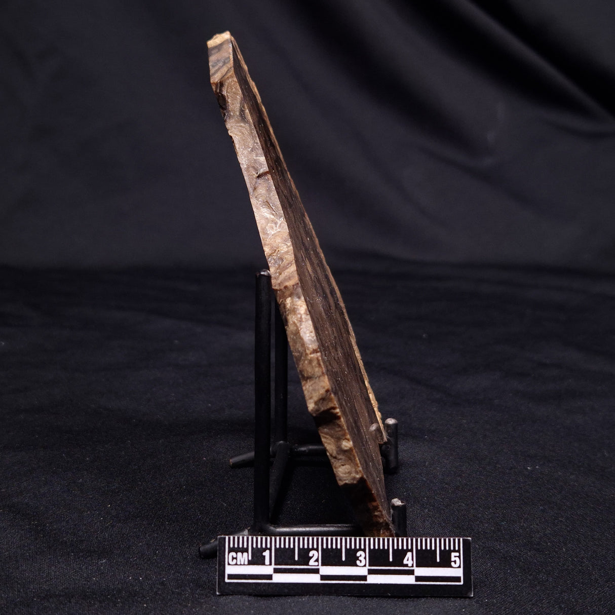 CHLORELLOPSIS sp. STROMATOLITE, Middle Eocene, USA ZCH018