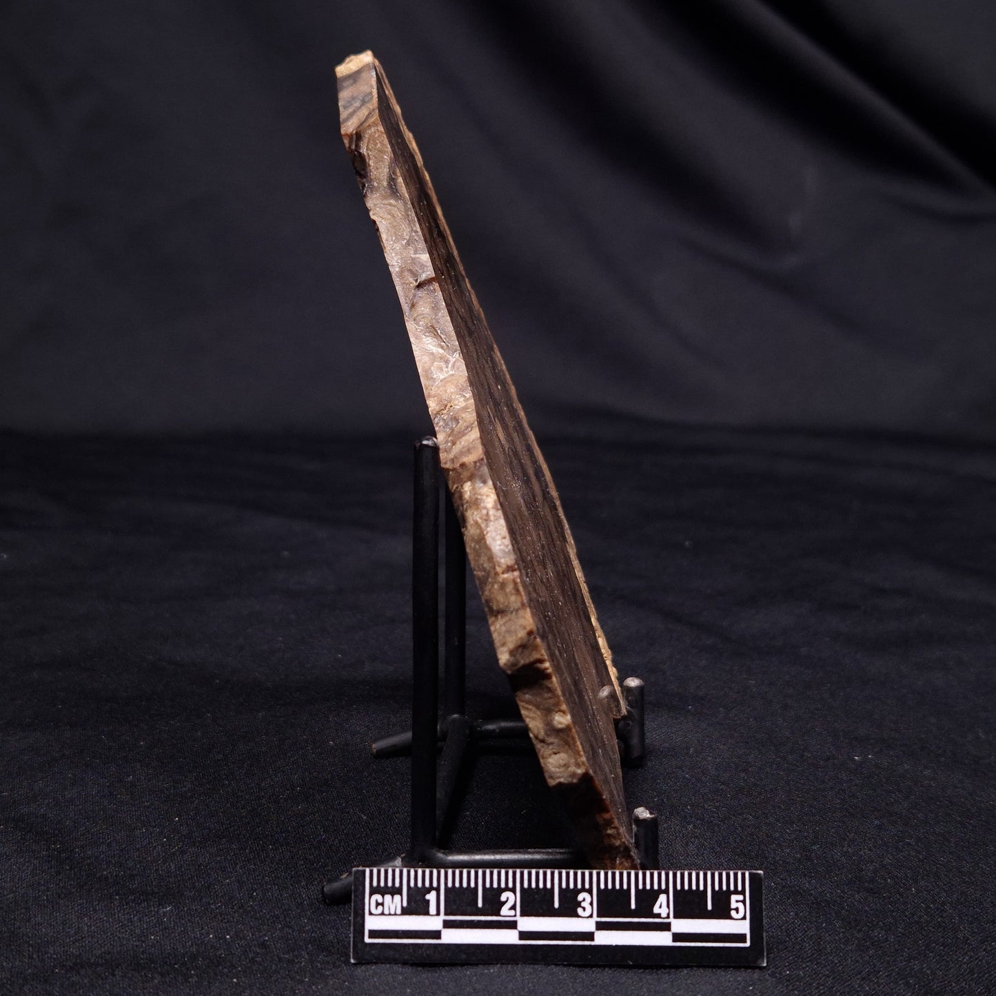 CHLORELLOPSIS sp. STROMATOLITE, Middle Eocene, USA ZCH018