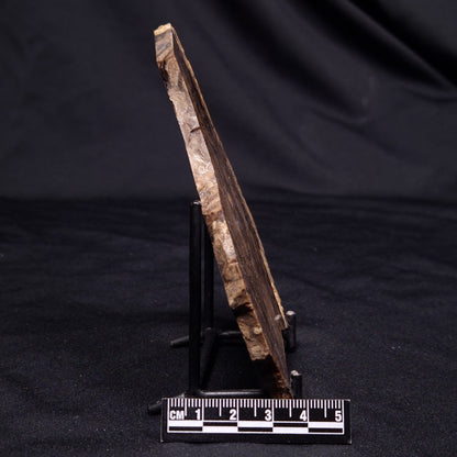 CHLORELLOPSIS sp. STROMATOLITE, Middle Eocene, USA ZCH018