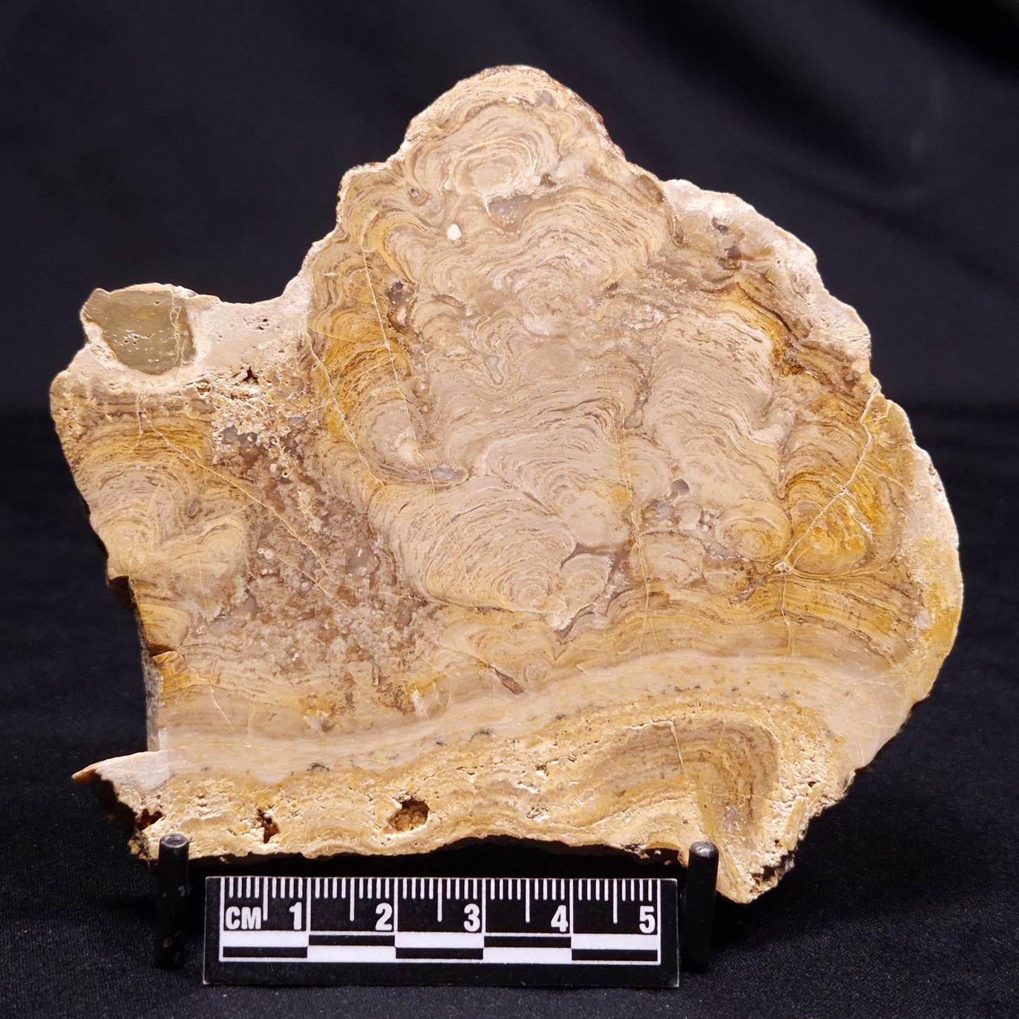 CHLORELLOPSIS sp. STROMATOLITE, Middle Eocene, USA ZCH019