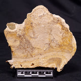 CHLORELLOPSIS sp. STROMATOLITE, Middle Eocene, USA ZCH019