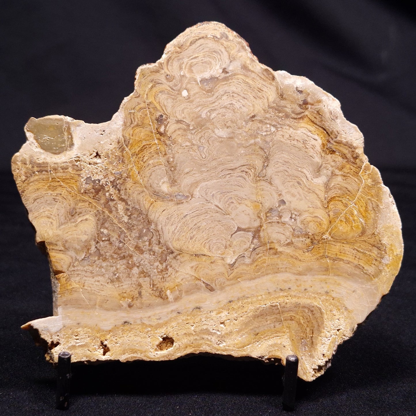 CHLORELLOPSIS sp. STROMATOLITE, Middle Eocene, USA ZCH019