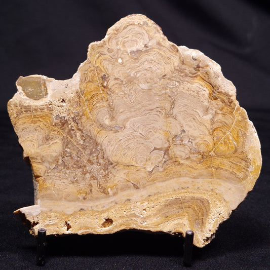 CHLORELLOPSIS sp. STROMATOLITE, Middle Eocene, USA ZCH019