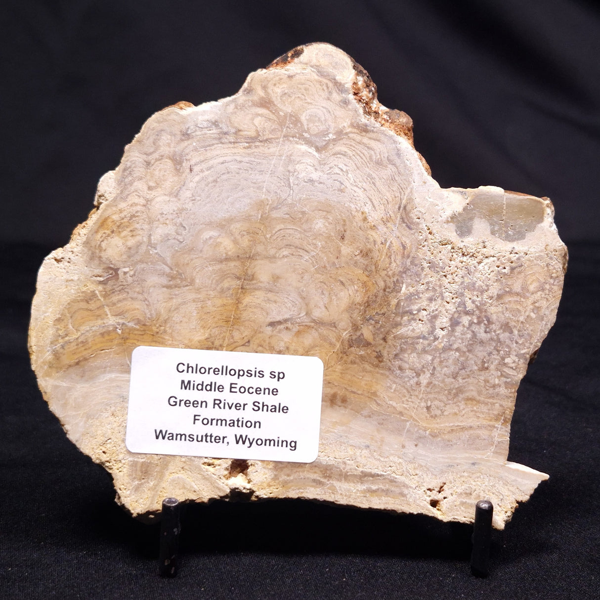 CHLORELLOPSIS sp. STROMATOLITE, Middle Eocene, USA ZCH019