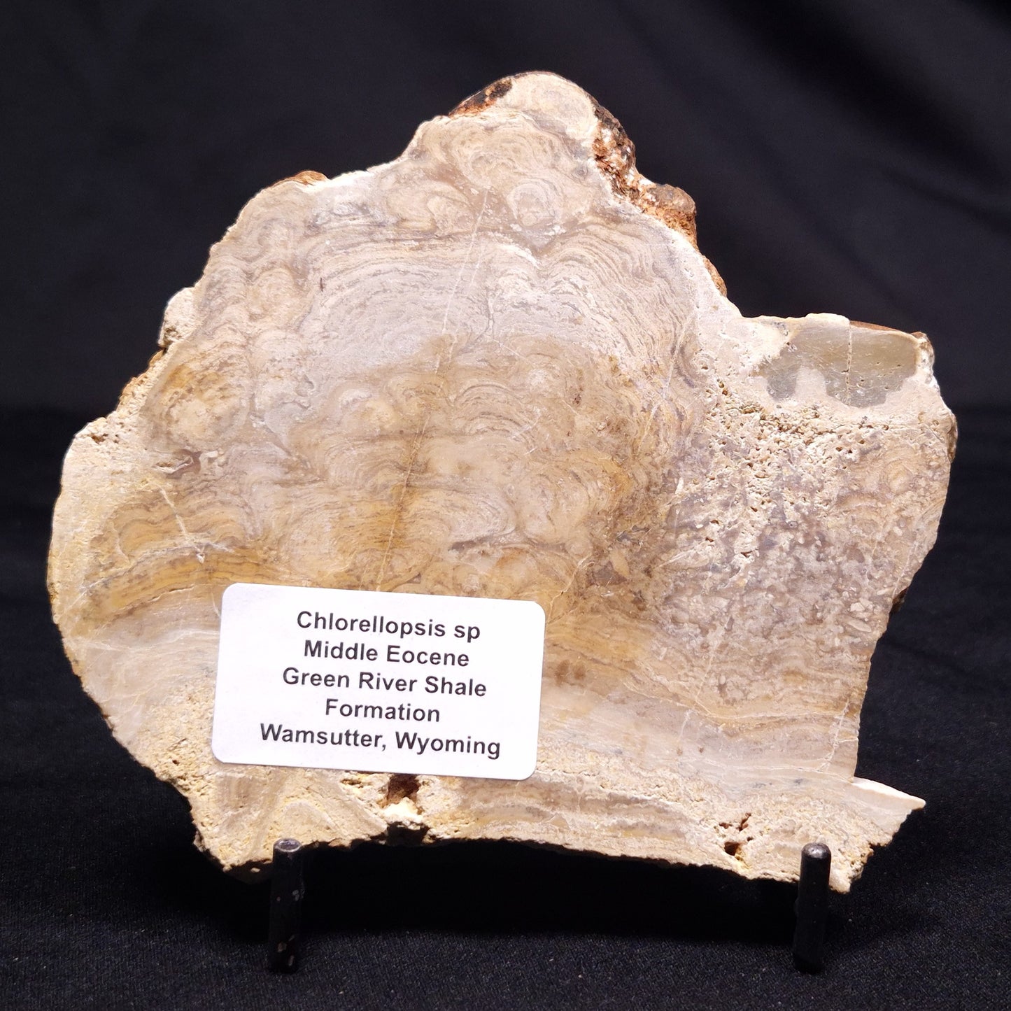 CHLORELLOPSIS sp. STROMATOLITE, Middle Eocene, USA ZCH019